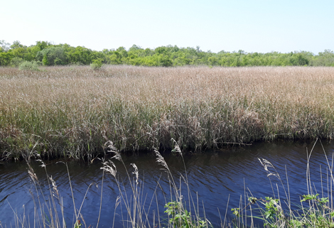 Lowland Fens